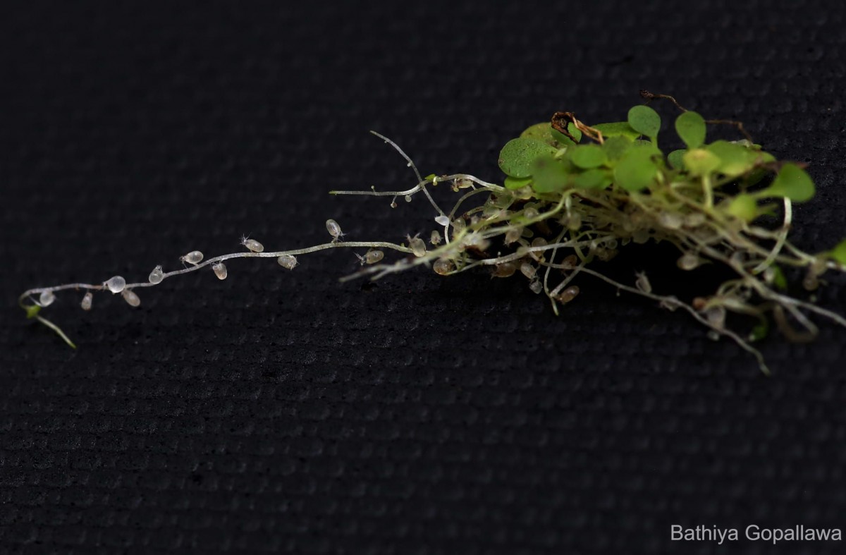 Utricularia striatula Sm.